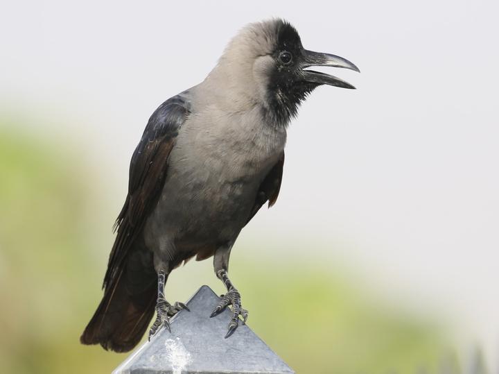 House Crow