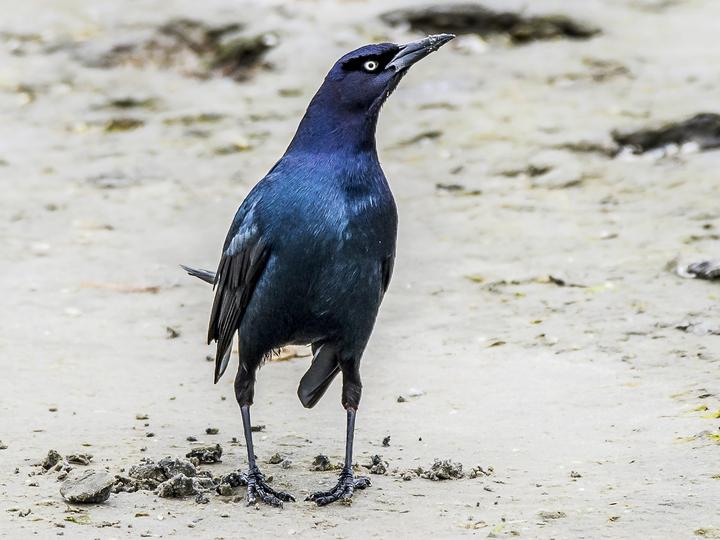 Boat-tailed Grackle