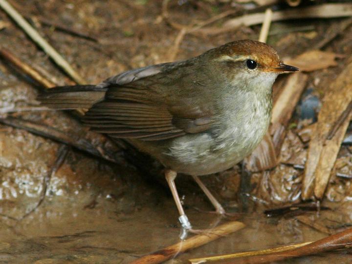 Cetti's Warbler