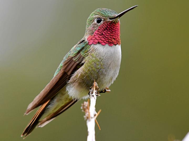 Broad-tailed Hummingbird