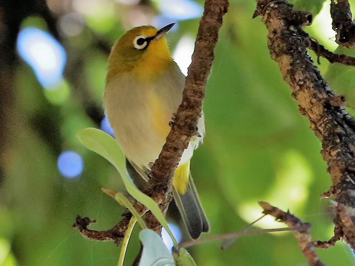 Ethiopian White-eye