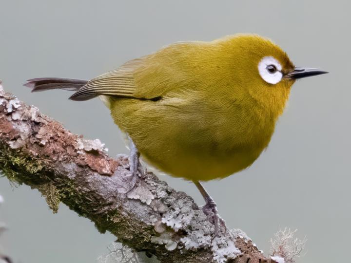 Broad-ringed White-eye