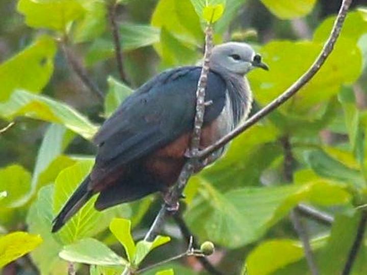 Micronesian Imperial Pigeon