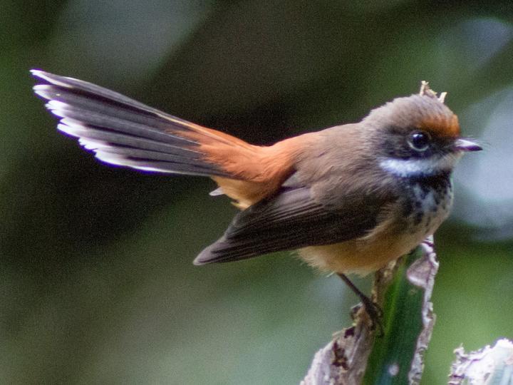 Micronesian Rufous Fantail
