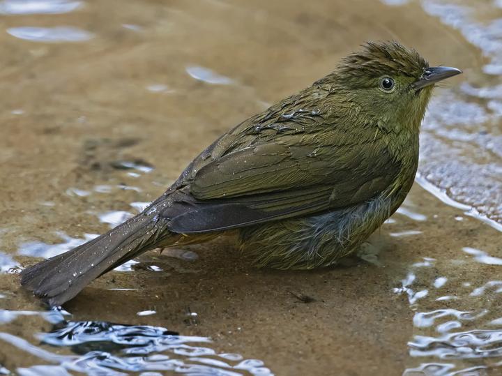 察查鹎