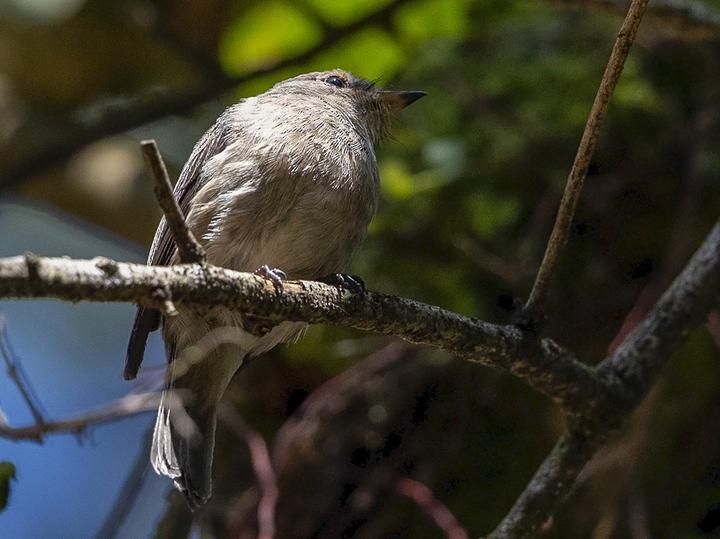 Chapin's Flycatcher