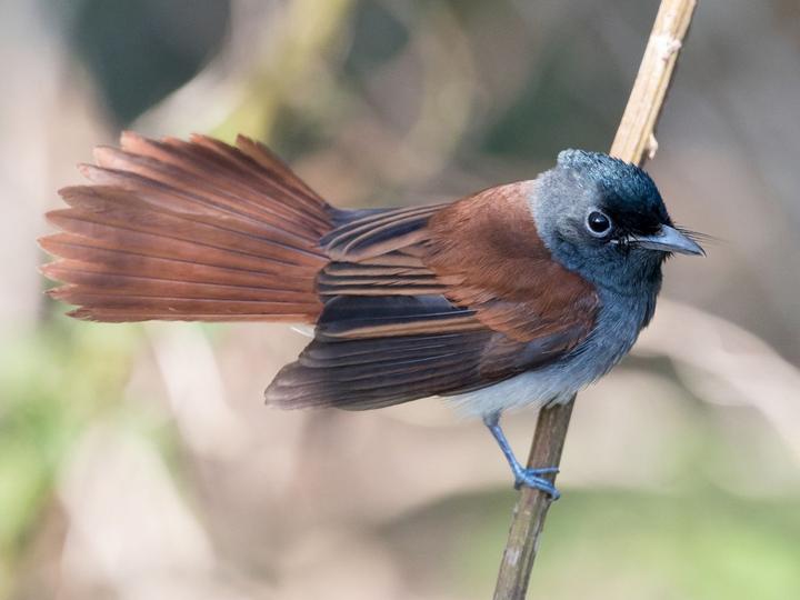 Amur Paradise Flycatcher