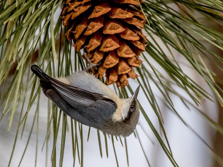 Pygmy Nuthatch