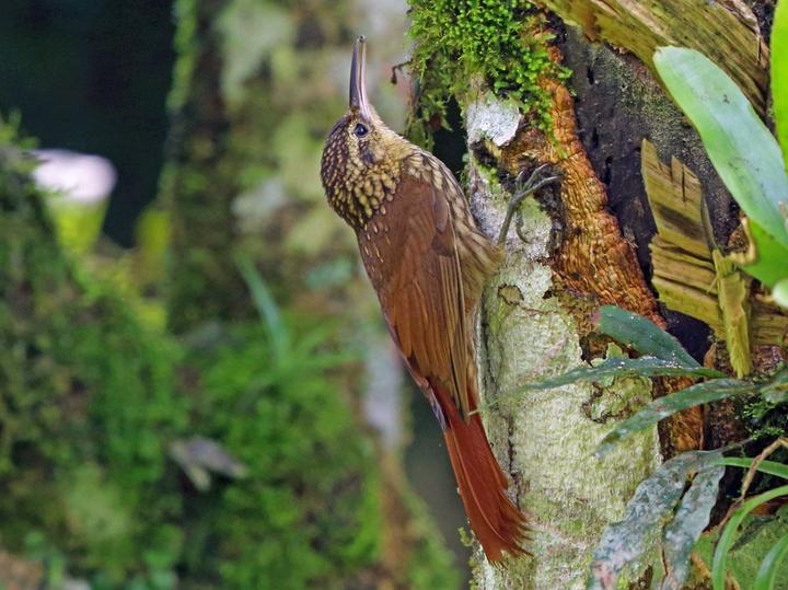 Lesser Woodcreeper