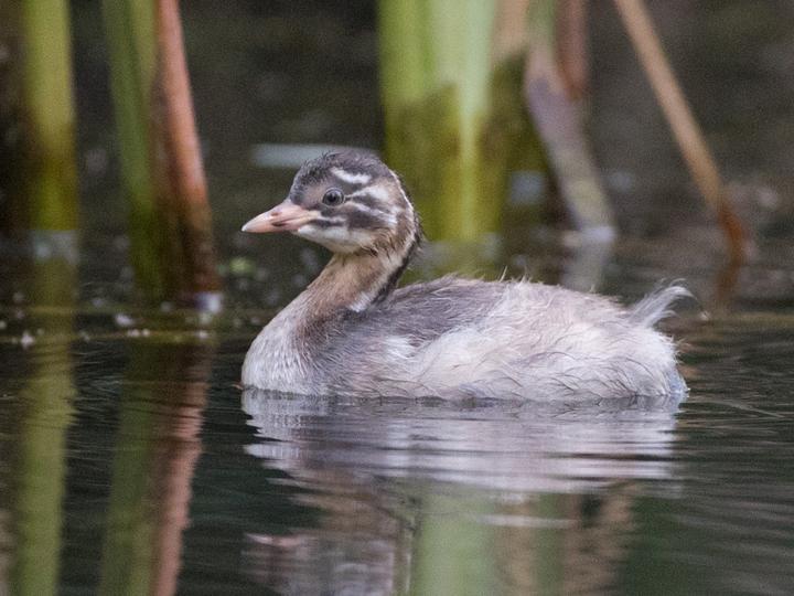 Little Grebe