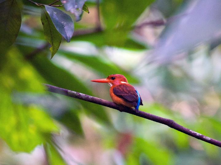 Sulawesi Dwarf Kingfisher