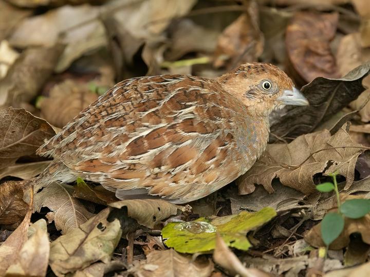 Little Buttonquail