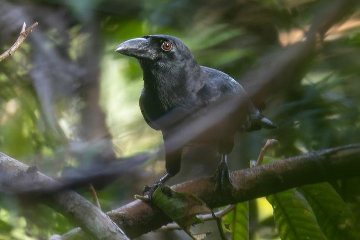 Samar Crow