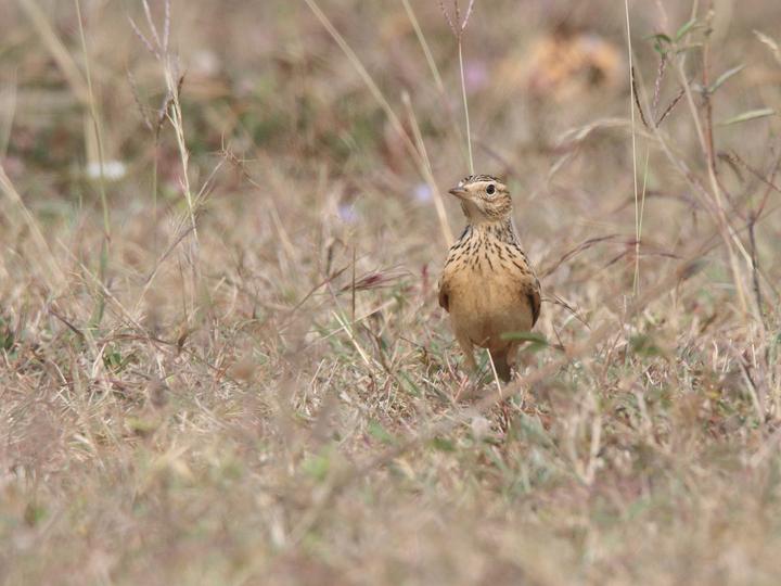 Oriental Skylark