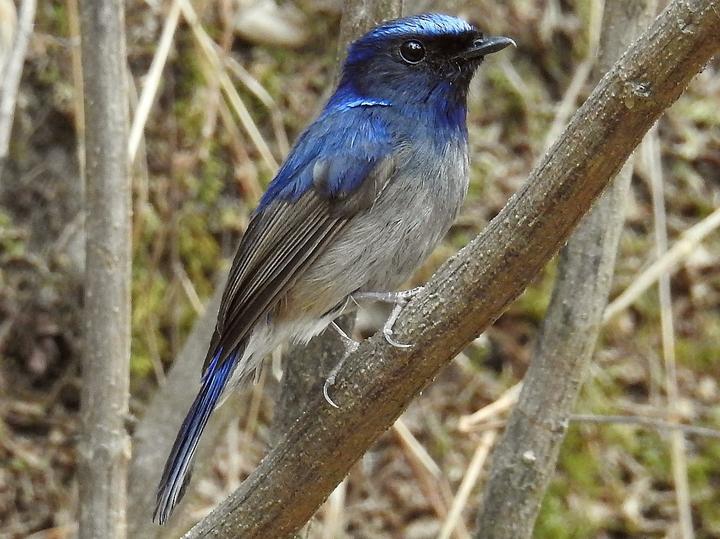 Small Niltava