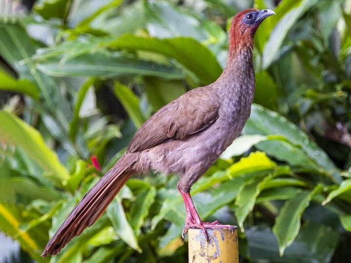 Little Chachalaca