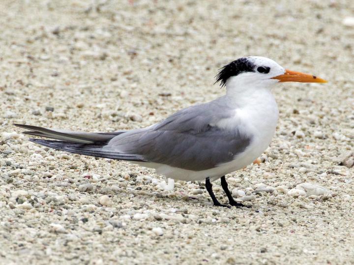 Lesser Crested Tern