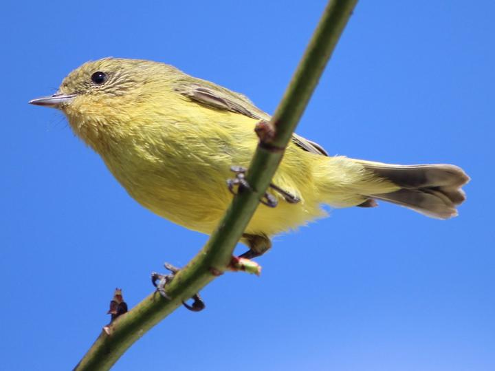 Yellow Thornbill