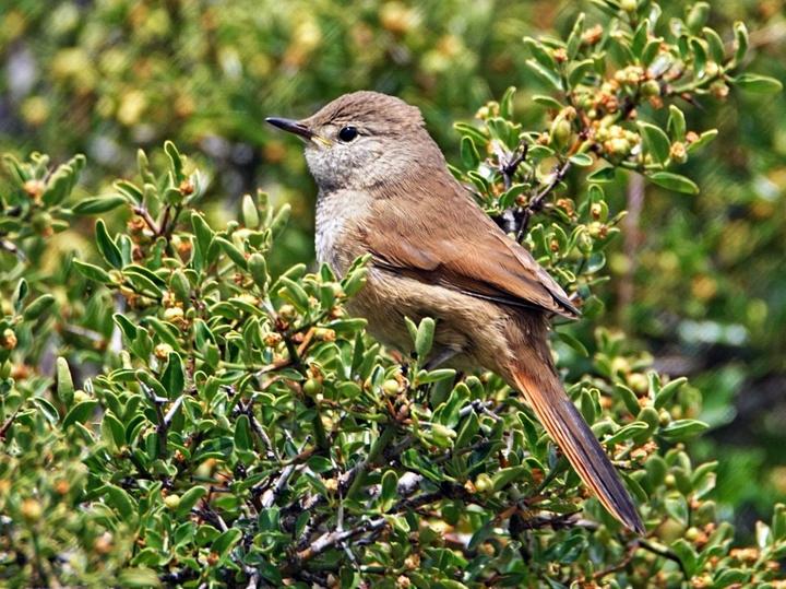 Sharp-billed Canastero
