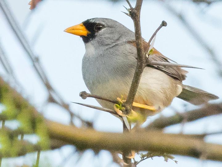 Little Inca Finch