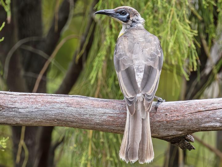 Little Friarbird