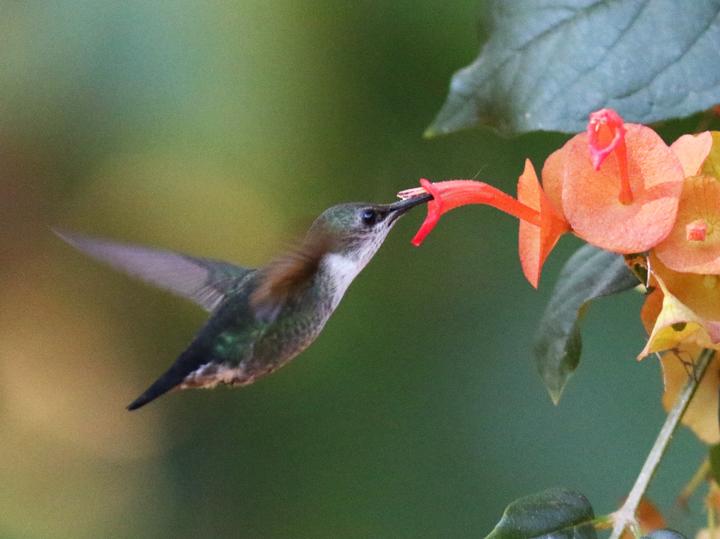 Vervain Hummingbird