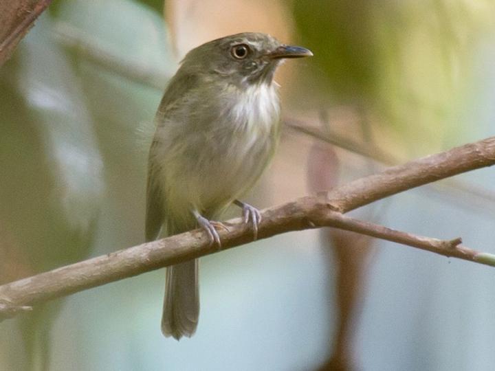 Snethlage's Tody-Tyrant