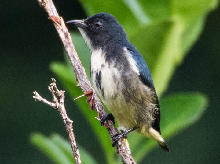 Pygmy Flowerpecker