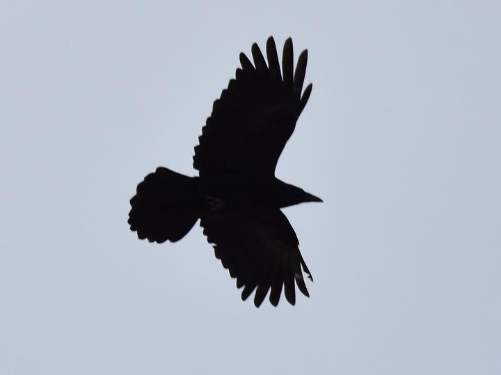 Carrion Crow