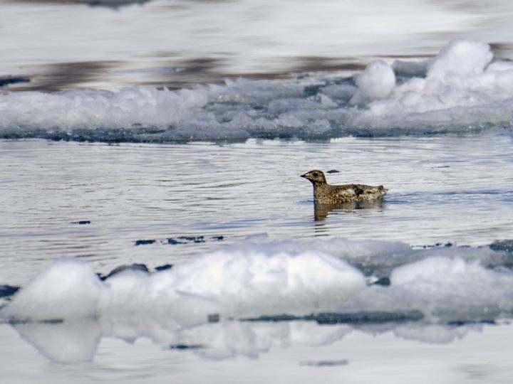 Kittlitz's Murrelet