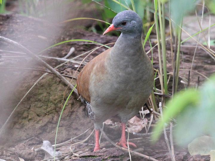 Small-billed Tinamou