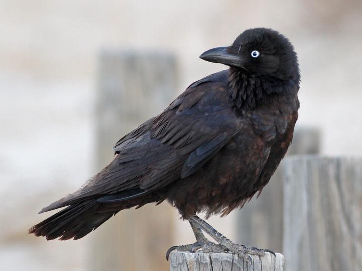 Little Crow