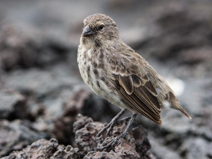 Small Ground Finch