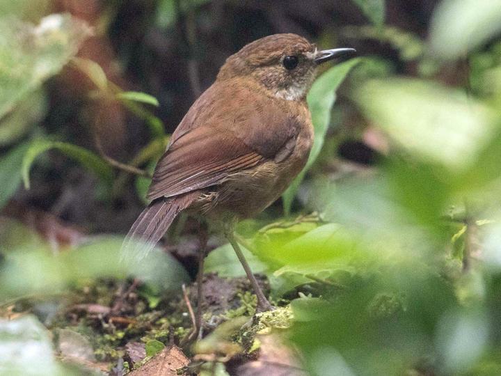 Lesser Ground Robin