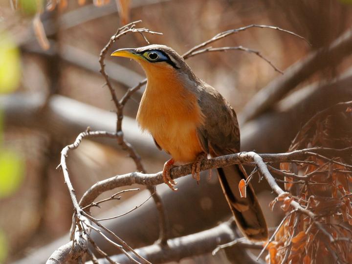 Lesser Ground Cuckoo