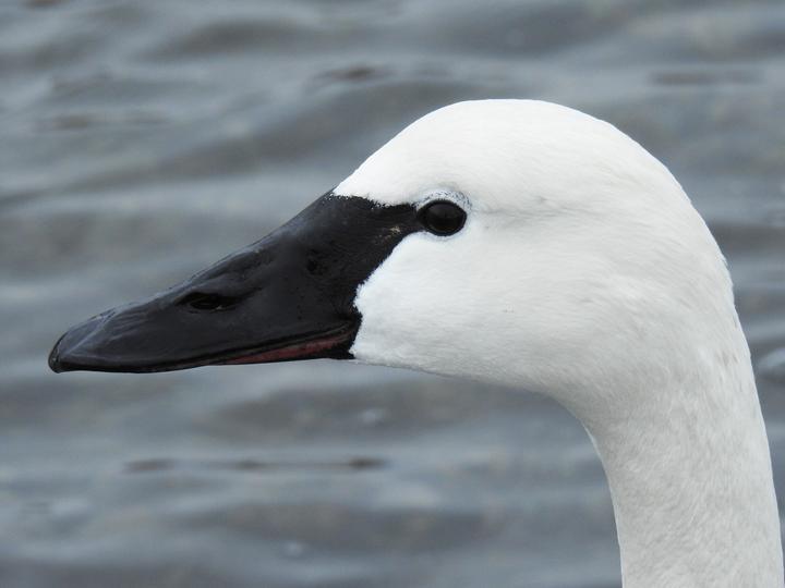 Tundra Swan