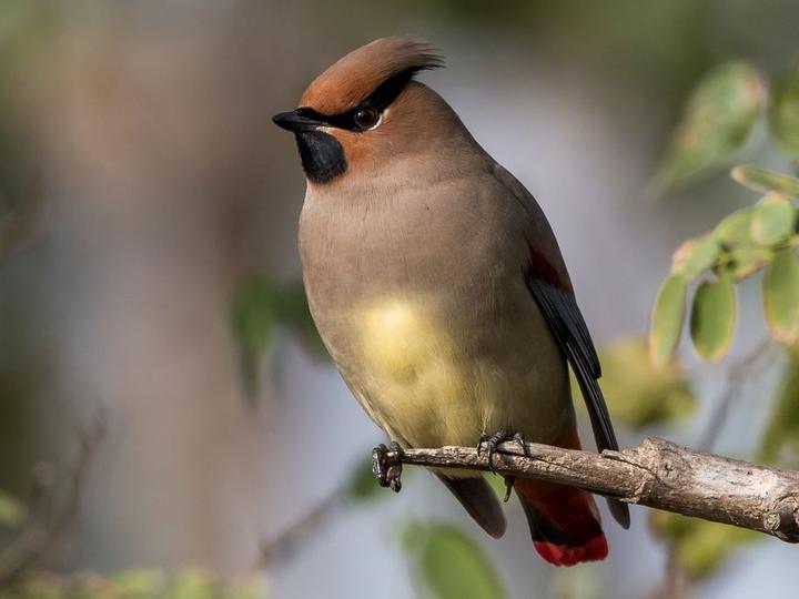 Japanese Waxwing