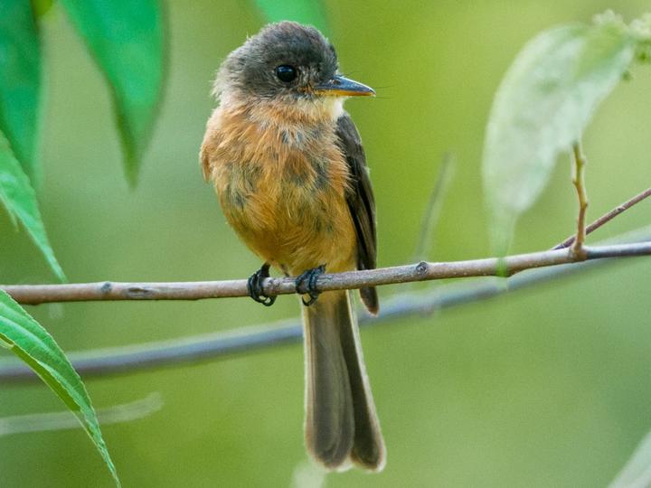 Lesser Antillean Pewee