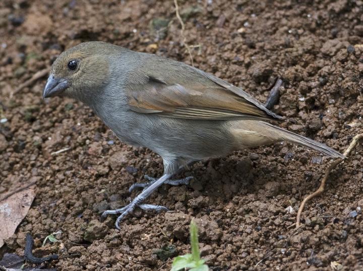 Lesser Antillean Bullfinch