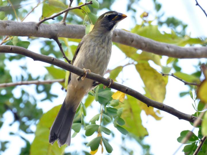 Lesser Antillean Saltator