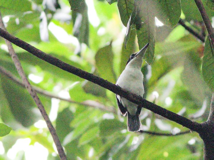 Islet Kingfisher
