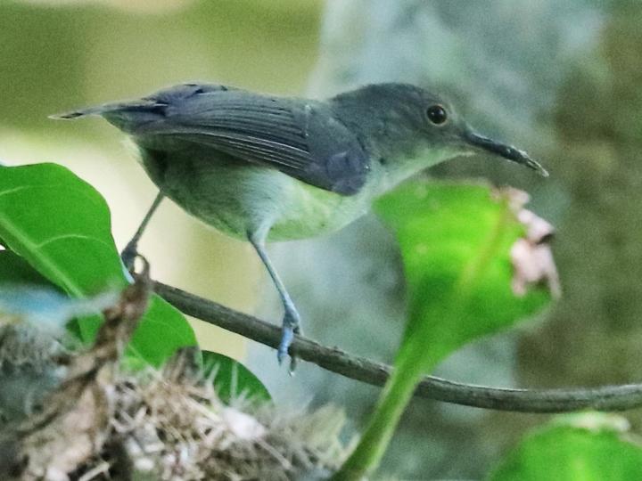 Spectacled Longbill