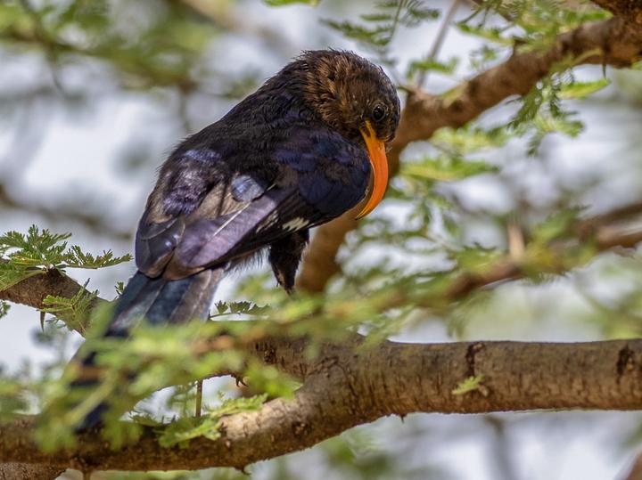 Abyssinian Scimitarbill