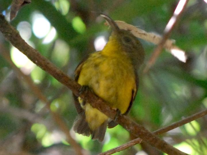 Yellow-bellied Sunbird-Asity