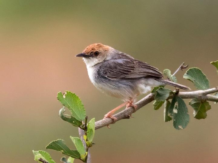 Tiny Cisticola