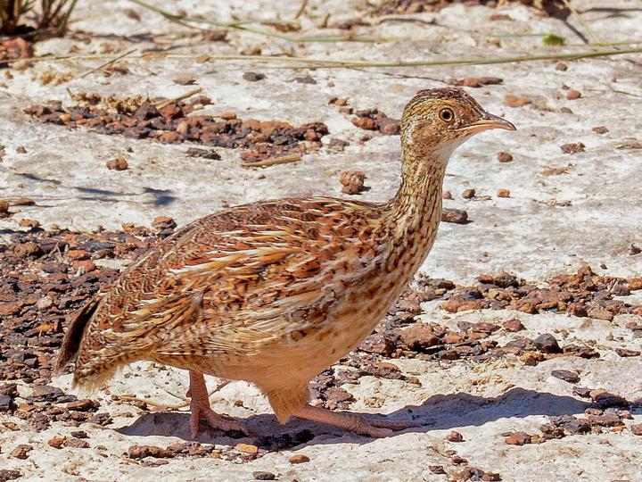 Lesser Nothura