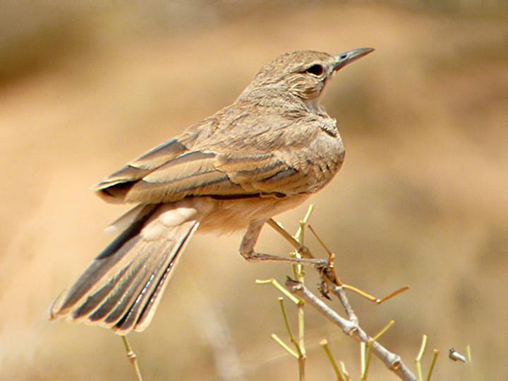 Lesser Hoopoe-Lark