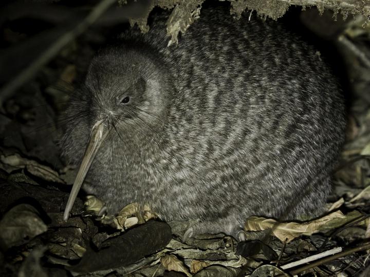 Little Spotted Kiwi