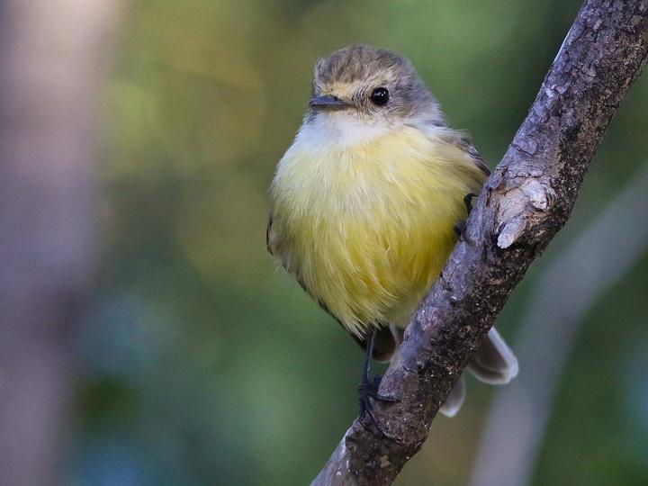 Darwin's Flycatcher