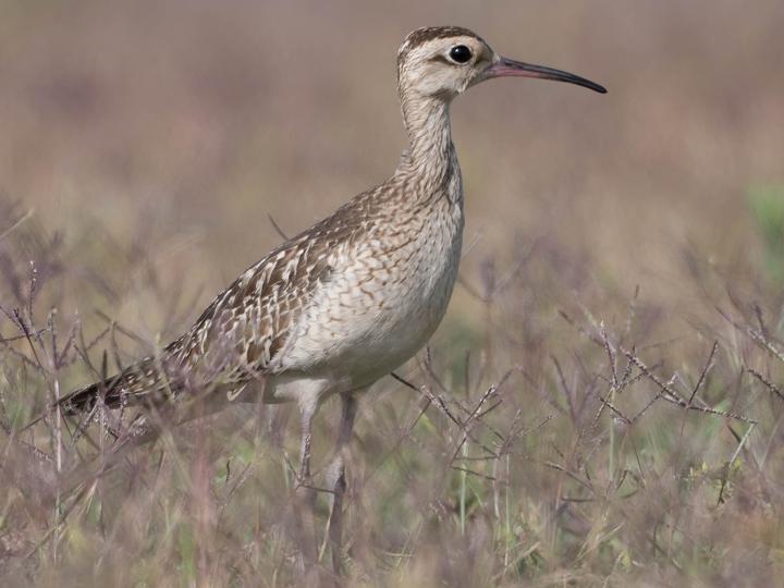 Little Curlew